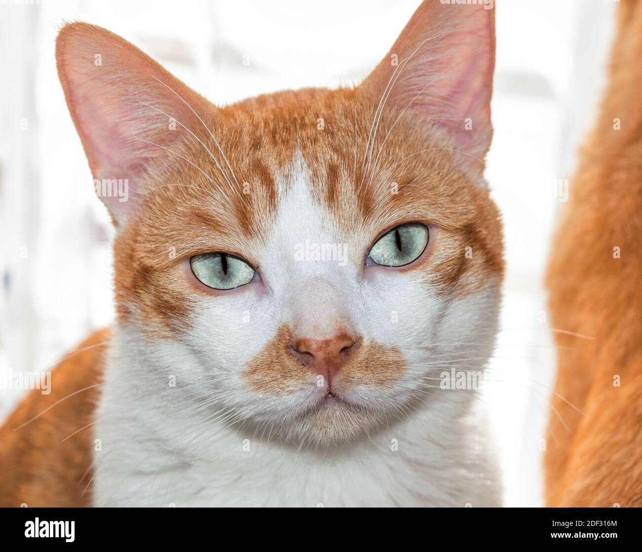 Gato de ojos azules mirando cámara con pelaje rubio suave y blanco  Fotografía de stock - Alamy