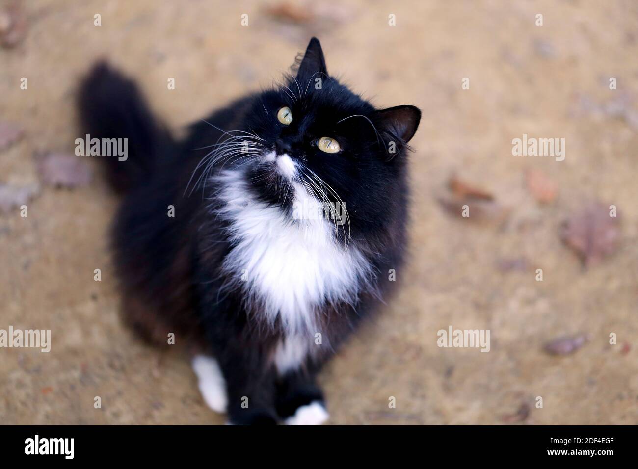 Foto de un hermoso gato negro en el parque de otoño Foto de stock