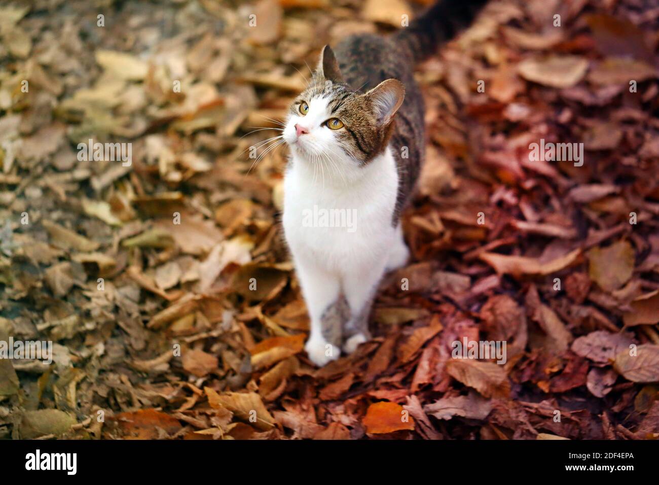 Foto de un lindo gatito hambriento en el parque otoñal Foto de stock