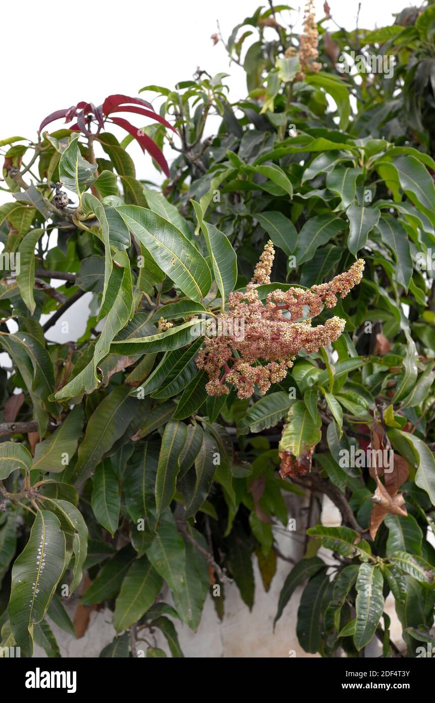 Árbol de mango floreciendo Foto de stock