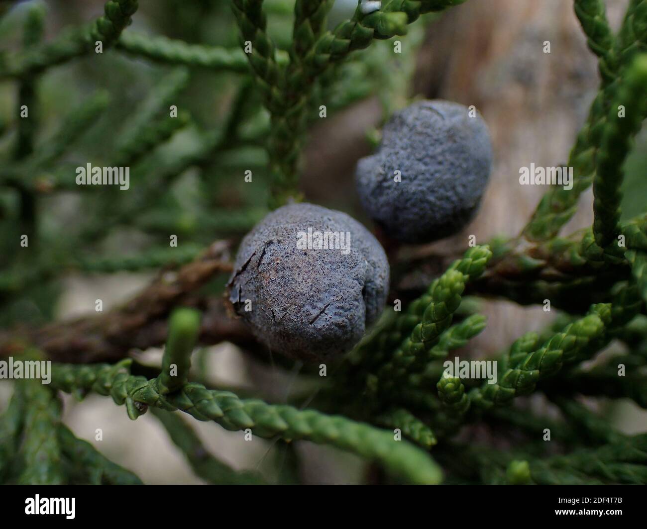 Bayas maduras de enebro Ashe (Juniperus ashei), creciendo silvestres en Texas Foto de stock