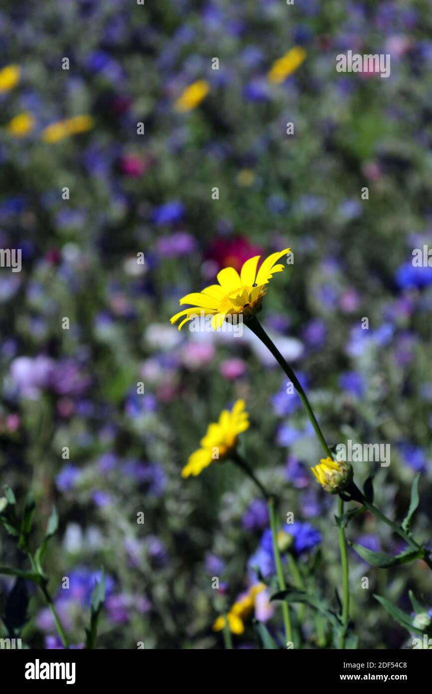primer plano de una flor silvestre amarilla en un jardín Foto de stock