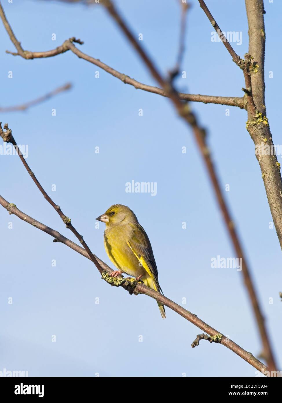 Un Greenfinch (Chloris Choris) se sentó en una sucursal en St Aidan's, una reserva RSPB en Leeds, West Yorkshire. Foto de stock