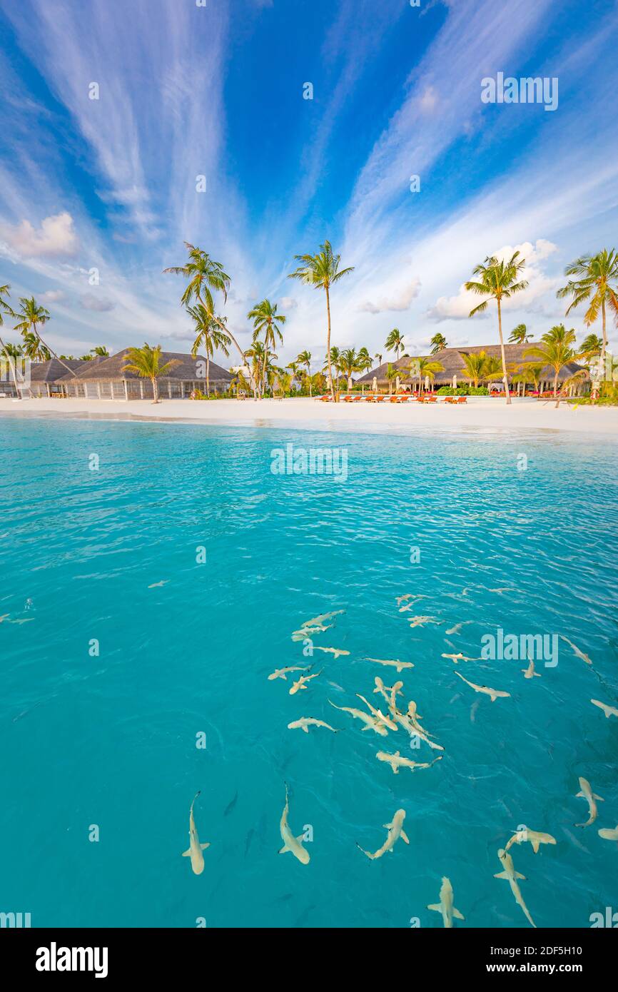 Hermosa playa con palmeras y cielo estrellado. Vacaciones de verano viaje vacaciones fondo concepto. Maldivas paraíso playa. Vacaciones de verano de viaje de lujo Foto de stock