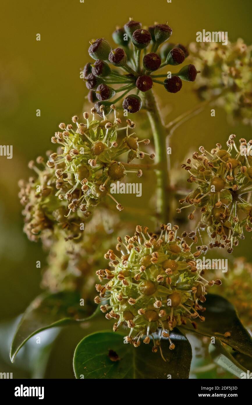 Flores y bayas de hiedra común, Hedera hélice, en otoño. Foto de stock