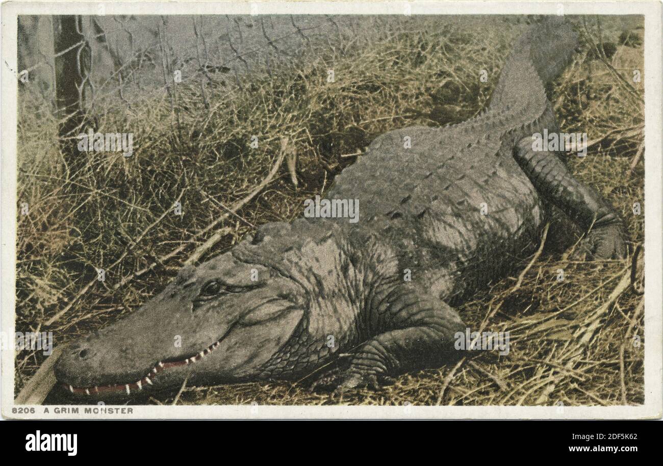 A Grim Monster (cocodrilo), Florida, imagen fija, Postales, 1898 - 1931 Foto de stock