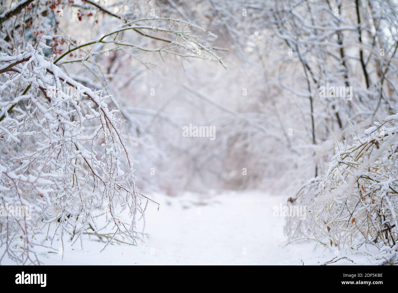 Hermoso bosque de invierno después de la primera nieve pesada Foto de stock