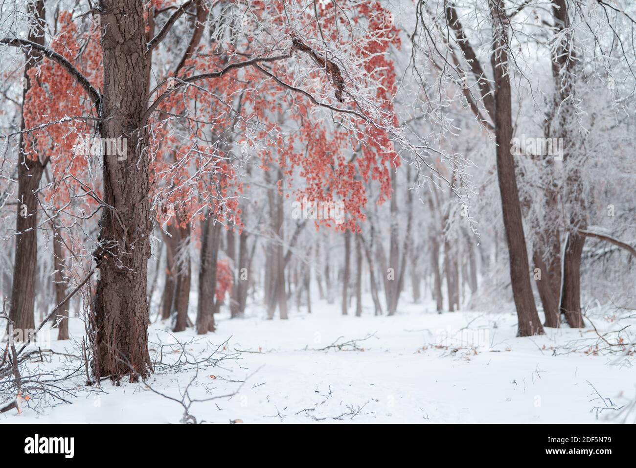 Hermoso bosque de invierno después de la primera nieve pesada Foto de stock