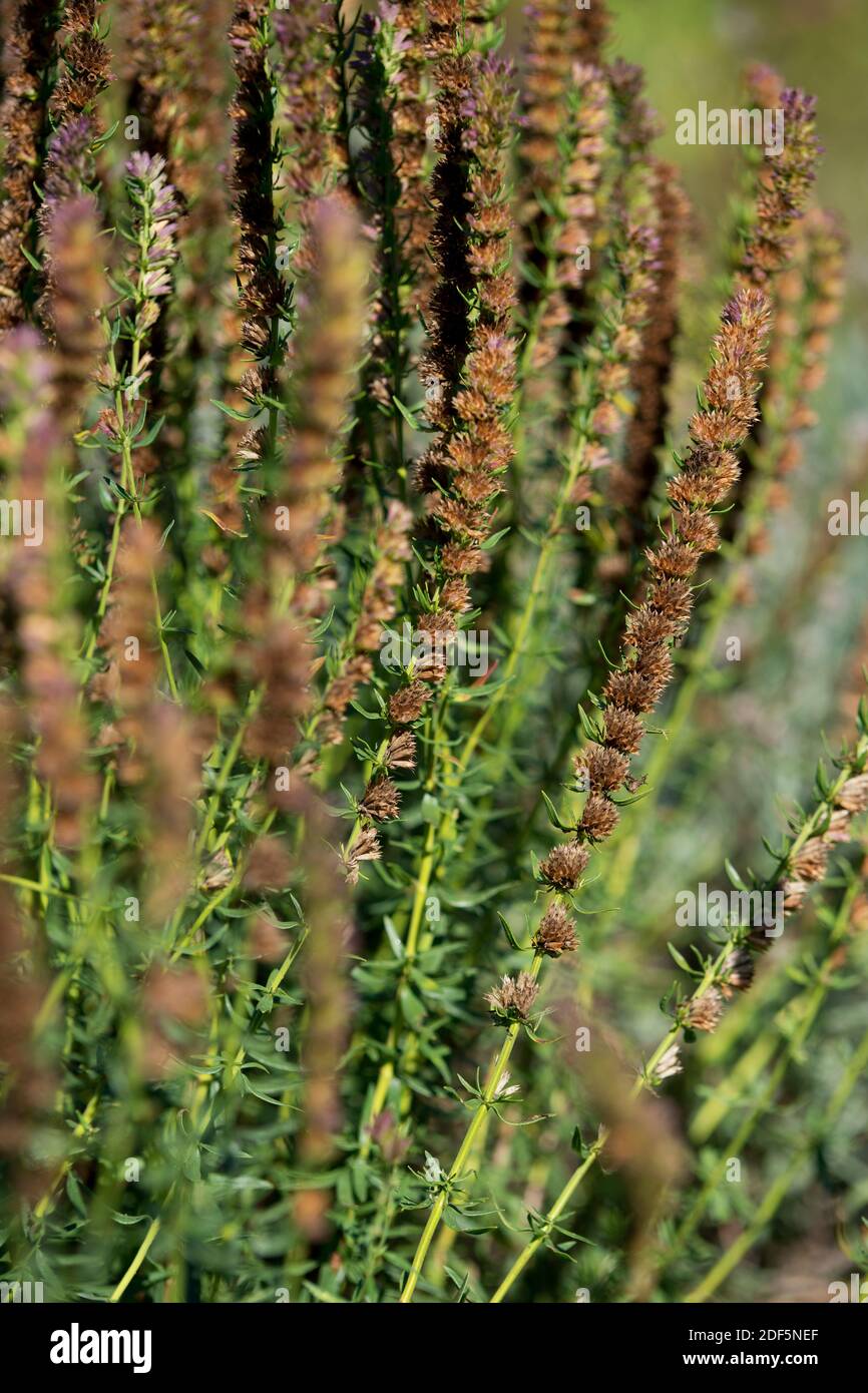 Flores secas y caídas de lavanda y salvia Fotografía de stock - Alamy