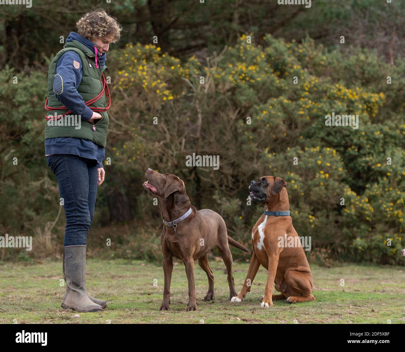 mujer entrenador de perros Foto de stock