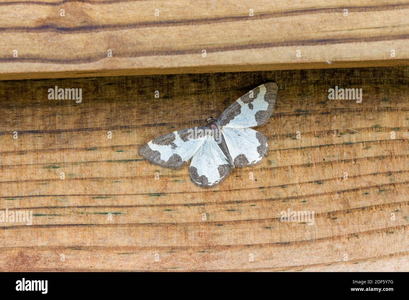 Moth de la frontera nublada; Lomaspilis marginata; Cornwall; Reino Unido Foto de stock