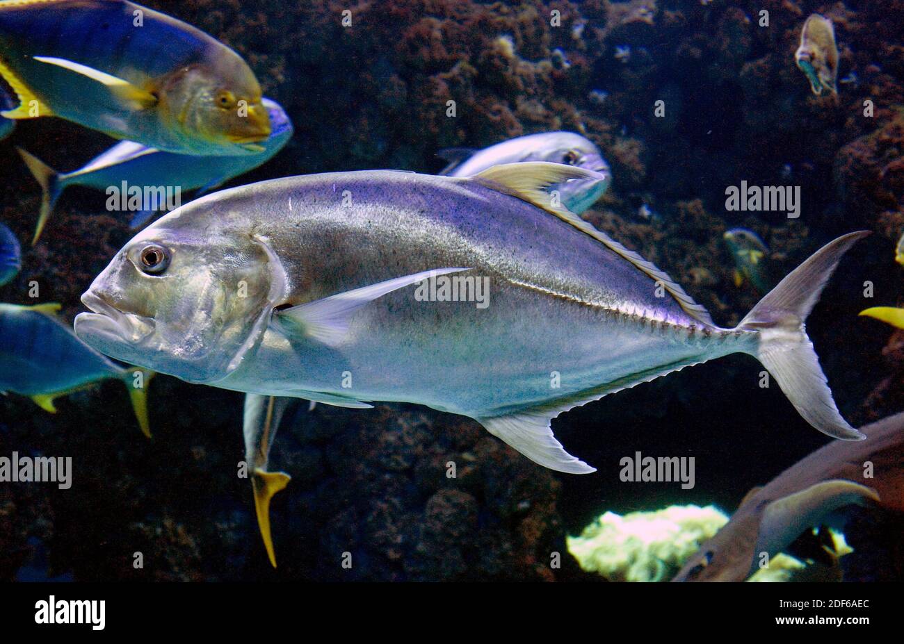 Caranx sexfasciatus es un pez marino de la familia Carangidae que vive en las aguas tropicales de los océanos Índico y Pacífico. Foto de stock