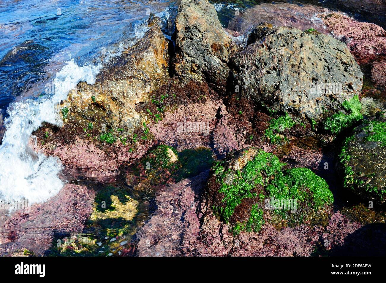 Algas en la costa rocosa: Lechuga de mar (Ulva lactuca), Corallina elongata y Rissoella verruculosa. Costa Brava, Girona, Cataluña, España. Foto de stock