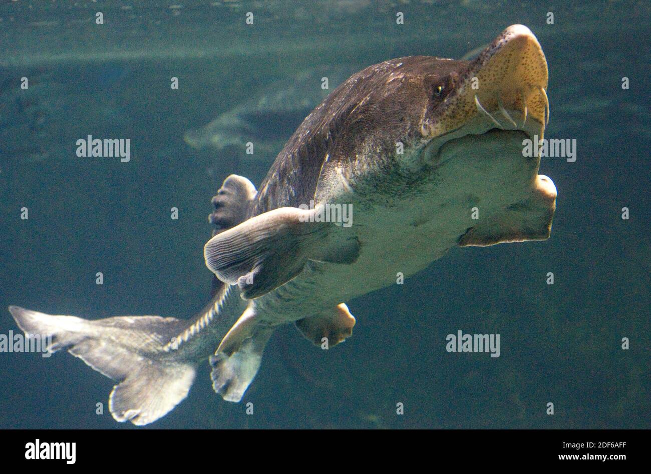 Esturión Beluga (Huso huso). Actinopterygii. Acipenseriformes. Mar Caspio y Negro. Foto tomada en cautiverio. Foto de stock