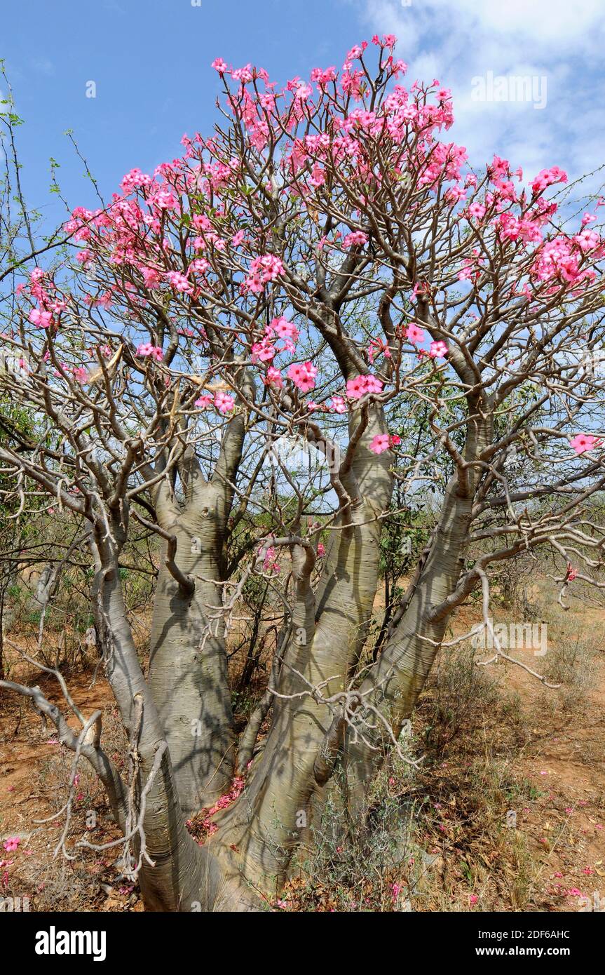 La rosa del desierto, el lirio impala, la azalea simulada o la estrella sabi (Adenium obesum somalense) es nativa de Etiopía, Somalia y Sudán. Este arbusto suculento contiene Foto de stock