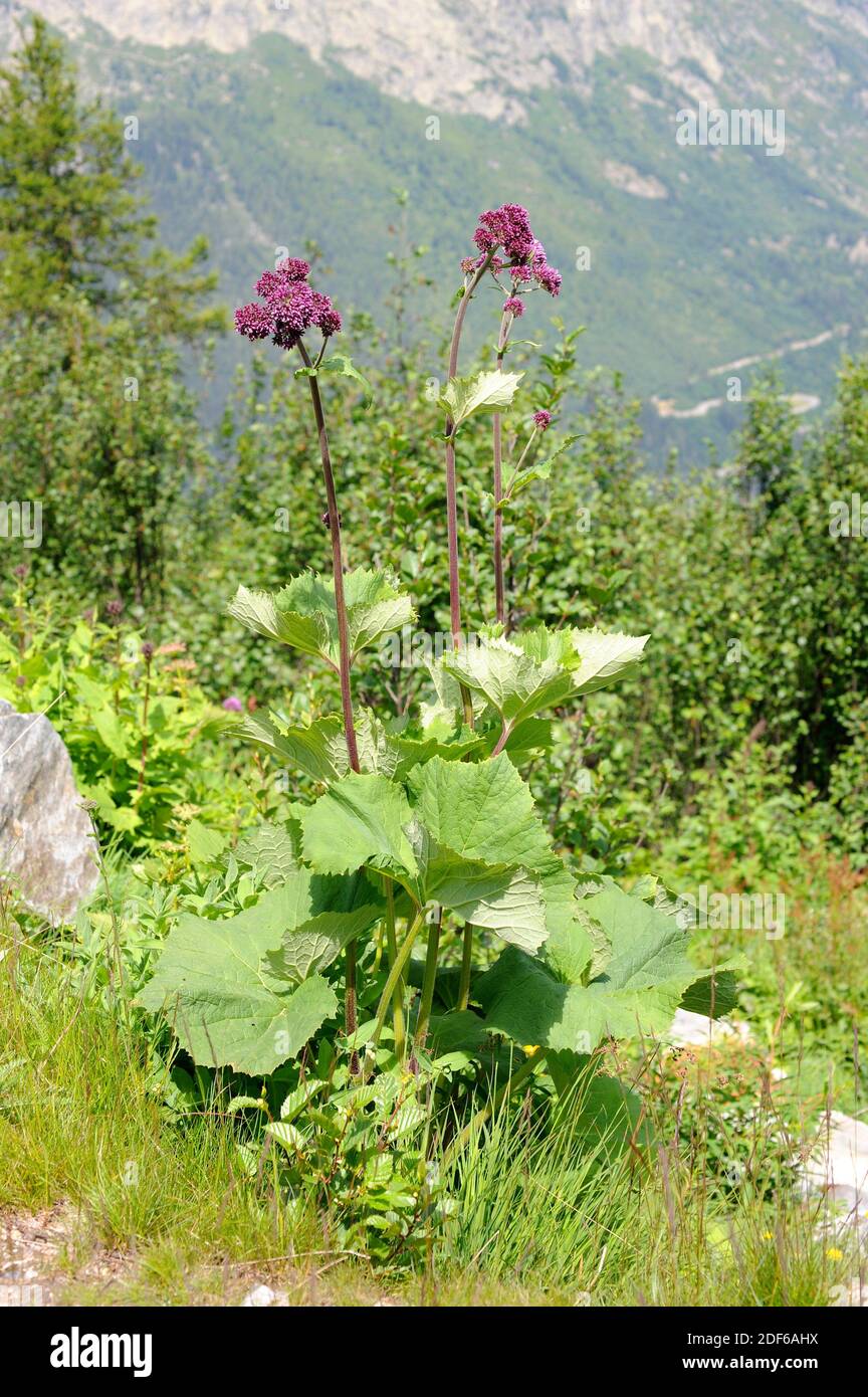 llenar Suave Noticias Adenostyles alliariae es una planta herbácea perenne que crece en los  bosques subalpinos europeos. Angiospermas. Asteraceae. Esta foto fue tomada  Fotografía de stock - Alamy