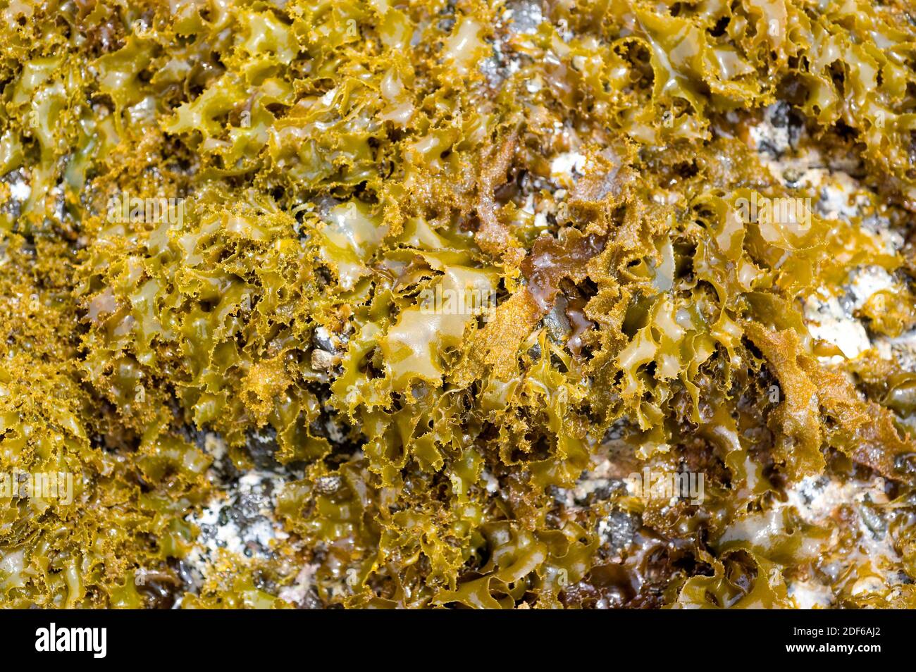 El alga roja (Rissoella verruculosa) es endémica del Mar Mediterráneo y de las Islas Canarias. Rhodophyta. Florideophyceae. Gigartinales. Rissoellaceae. Foto de stock