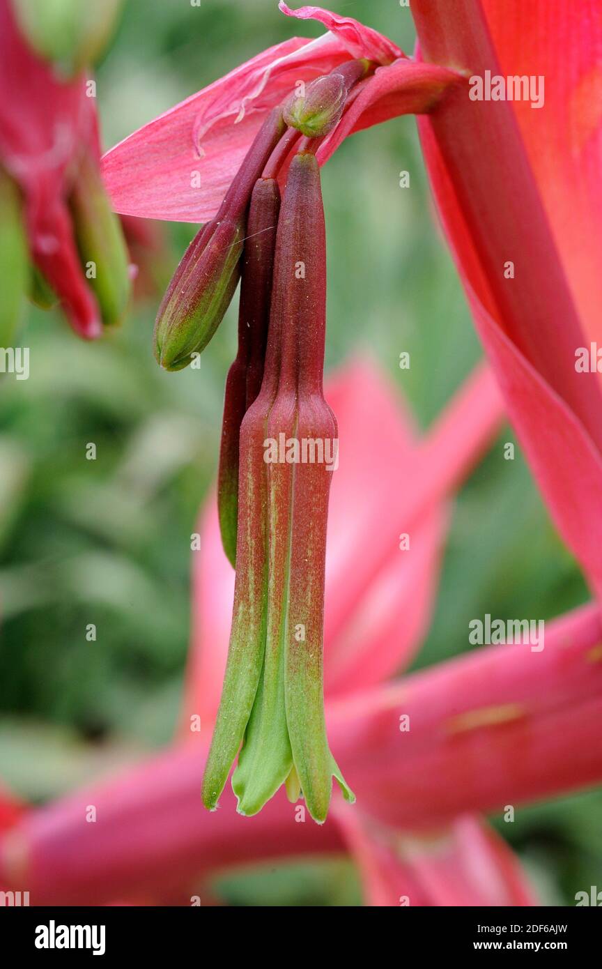 El lirio mexicano (Beschorrneria yuccoides) es una planta suculenta sin tallo nativa de México. Detalle de flor. Angiospermas. Asparagaceae. Foto de stock