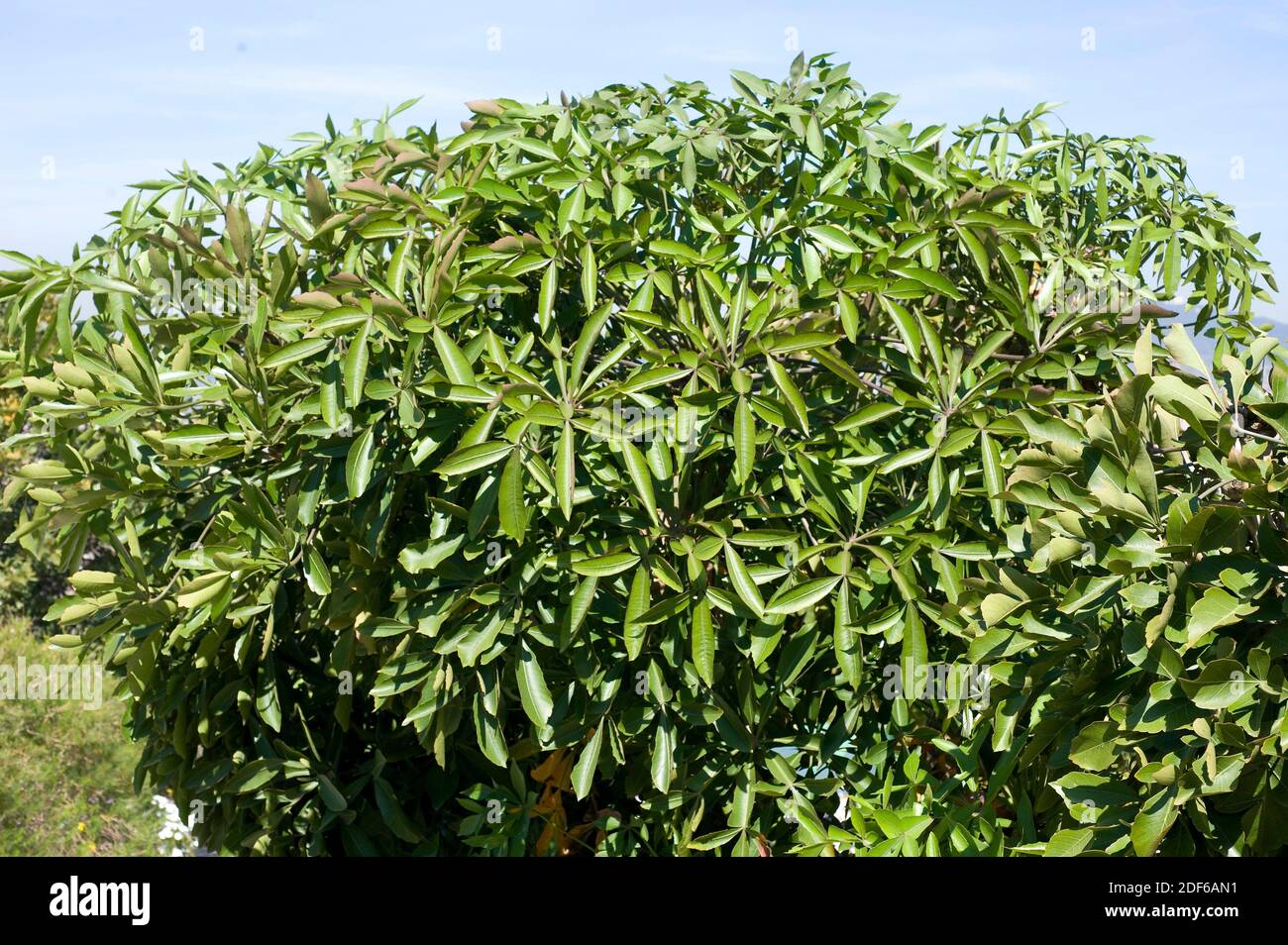 El árbol de la col rizada (Cussonia spicata) es un árbol nativo de la región sub-Sahariana. Las hojas son muy originales. Angiospermas. Araliaceae. Foto de stock