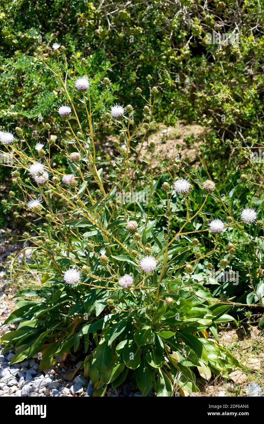 El cardo santo (Carduncellus dianius) es una especie endémica y protegida nativa de Ibiza (Islas Baleares) y Alicante. Angiospermas. Asteraceae. Foto de stock