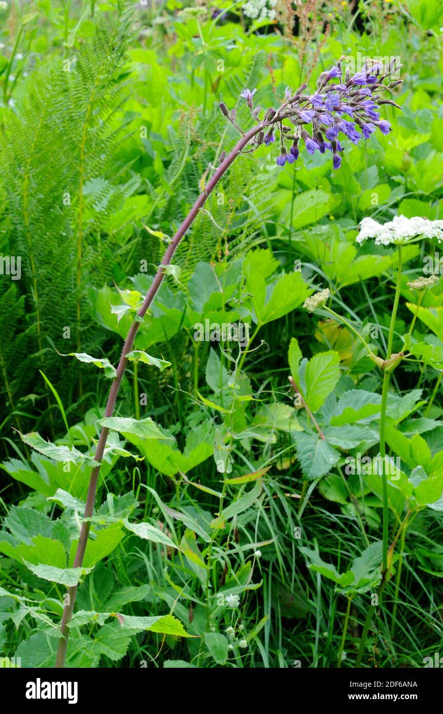 La hierba alpina (Cicerbita alpina) es una hierba perenne nativa de las montañas de Europa. Las flores son de color azul-violeta, en panículo. Angiospermas. Foto de stock