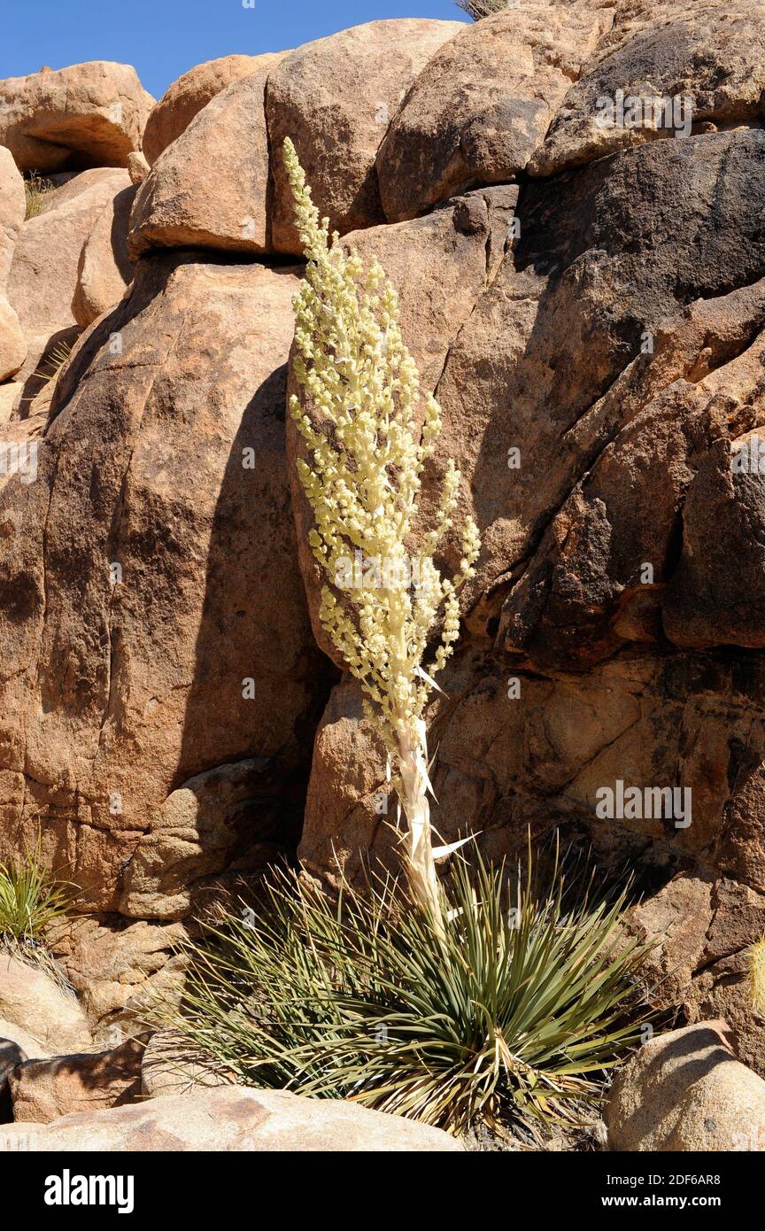 Parry nolina o Parry Beargrass (Nolina parryi) es una planta perenne nativa de California y Arizona. Angiospermas. Asparagaceae. Joshua Tree Foto de stock