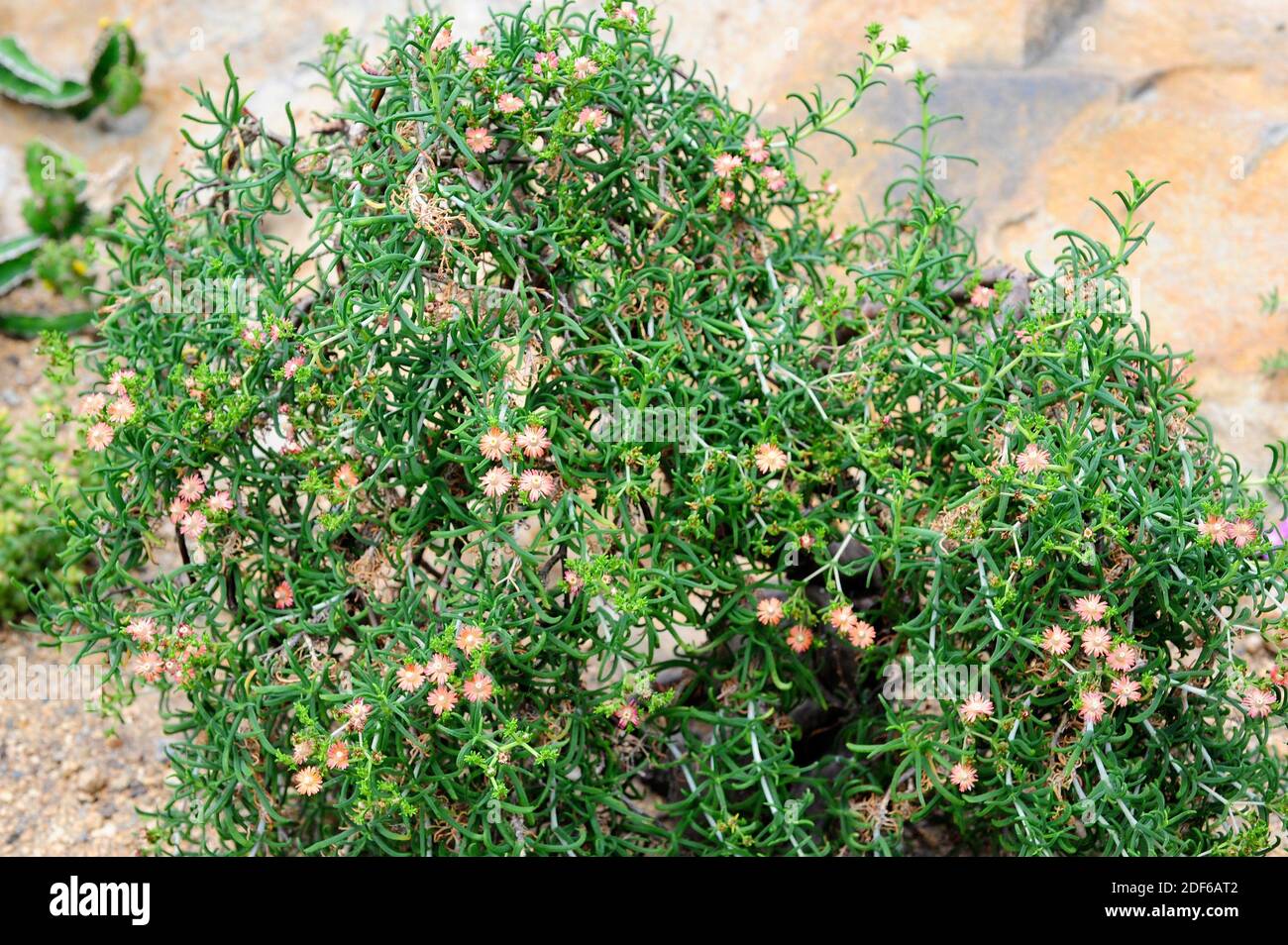 La higuera de burro (Mestoklema tuberosum) es un arbusto perenne nativo del sur de África. Angiospermas. Aizoaceae. Namibia. Foto de stock