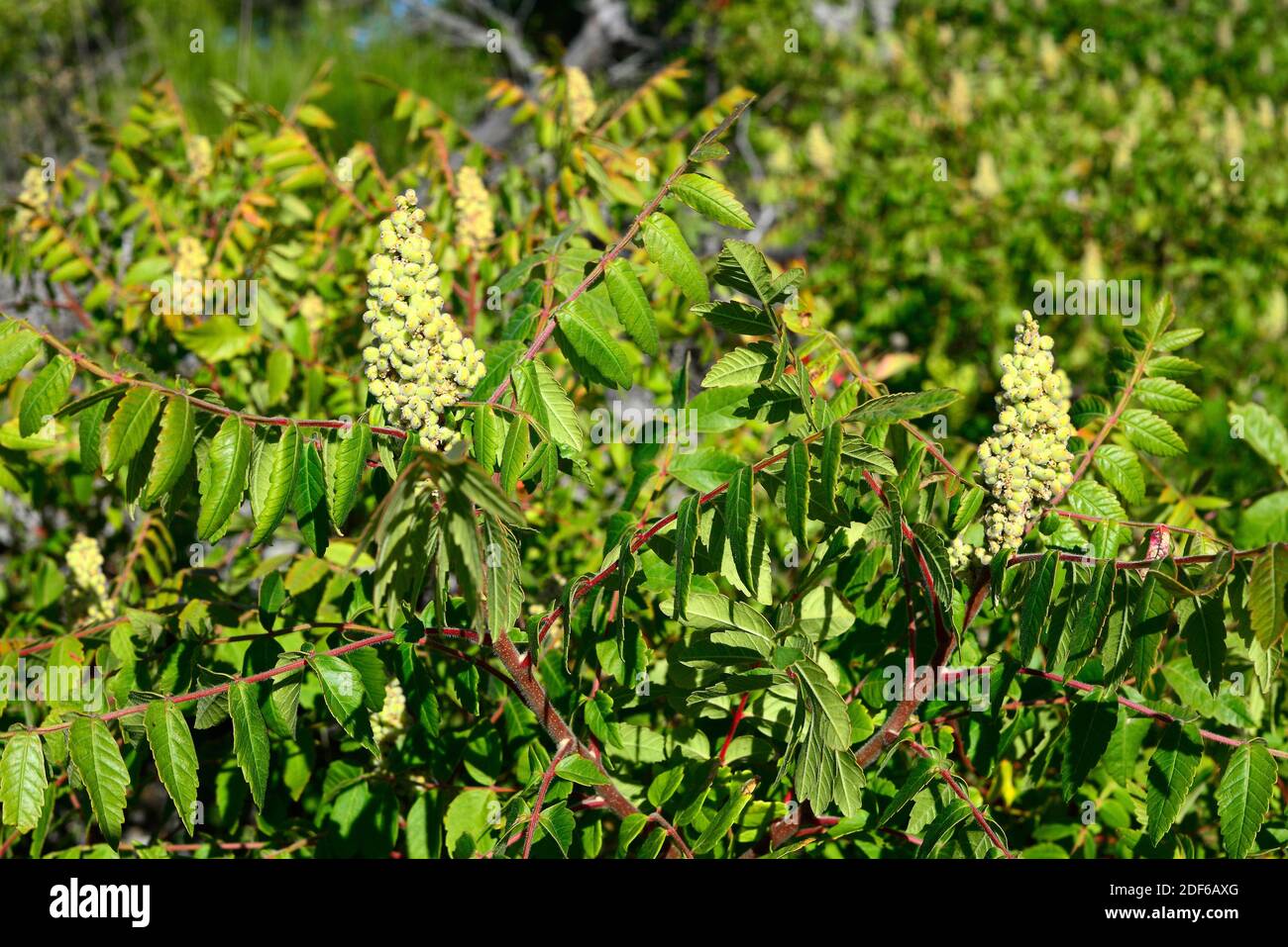 El sumac siciliano o tanner´s Sumach (Rhus coriaria) es un arbusto de hoja caduca nativo del sur de Europa. Detalle de frutas y hojas. Angiospermas. Foto de stock