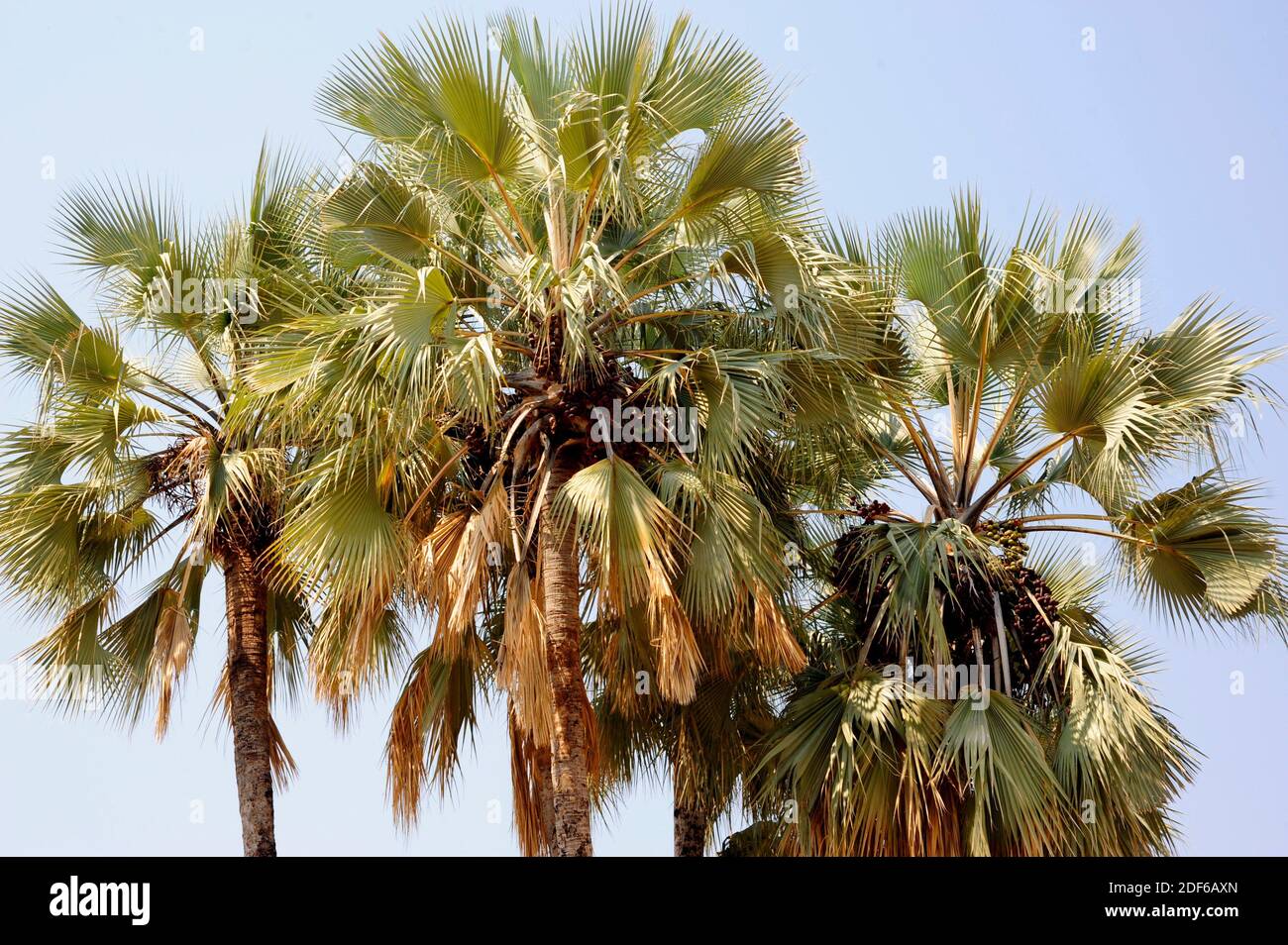 La palmera de abanico real o la palmera de Makalani (Hyphaene petersiana) es una palmera dioica nativa del sur de África central. Angiospermas. Arecaceae. Epupa, Namibia. Foto de stock