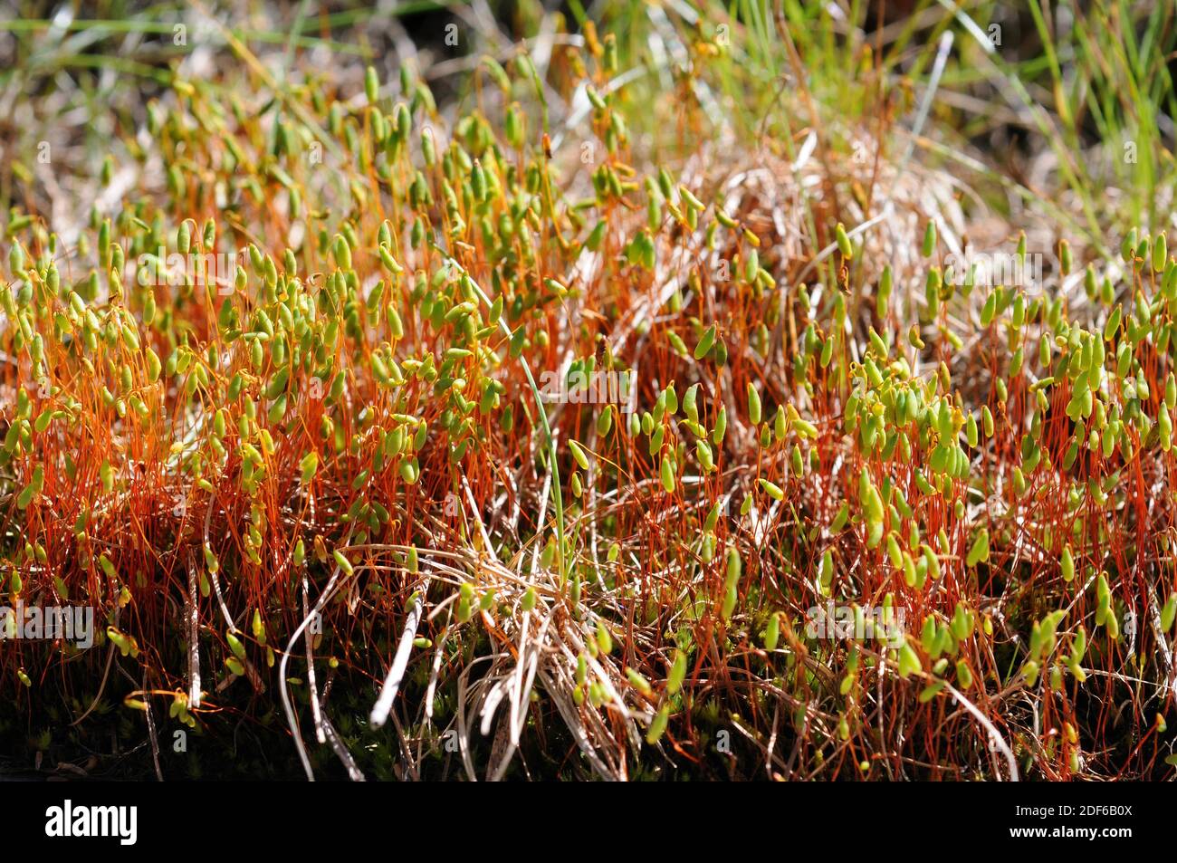Pohlia cruda es un musgo con hojas verdes glaucus, tallos rojos y cápsulas elípticas. Bryopsida. Bryales. Mniaceae. Esta foto fue tomada cerca Foto de stock