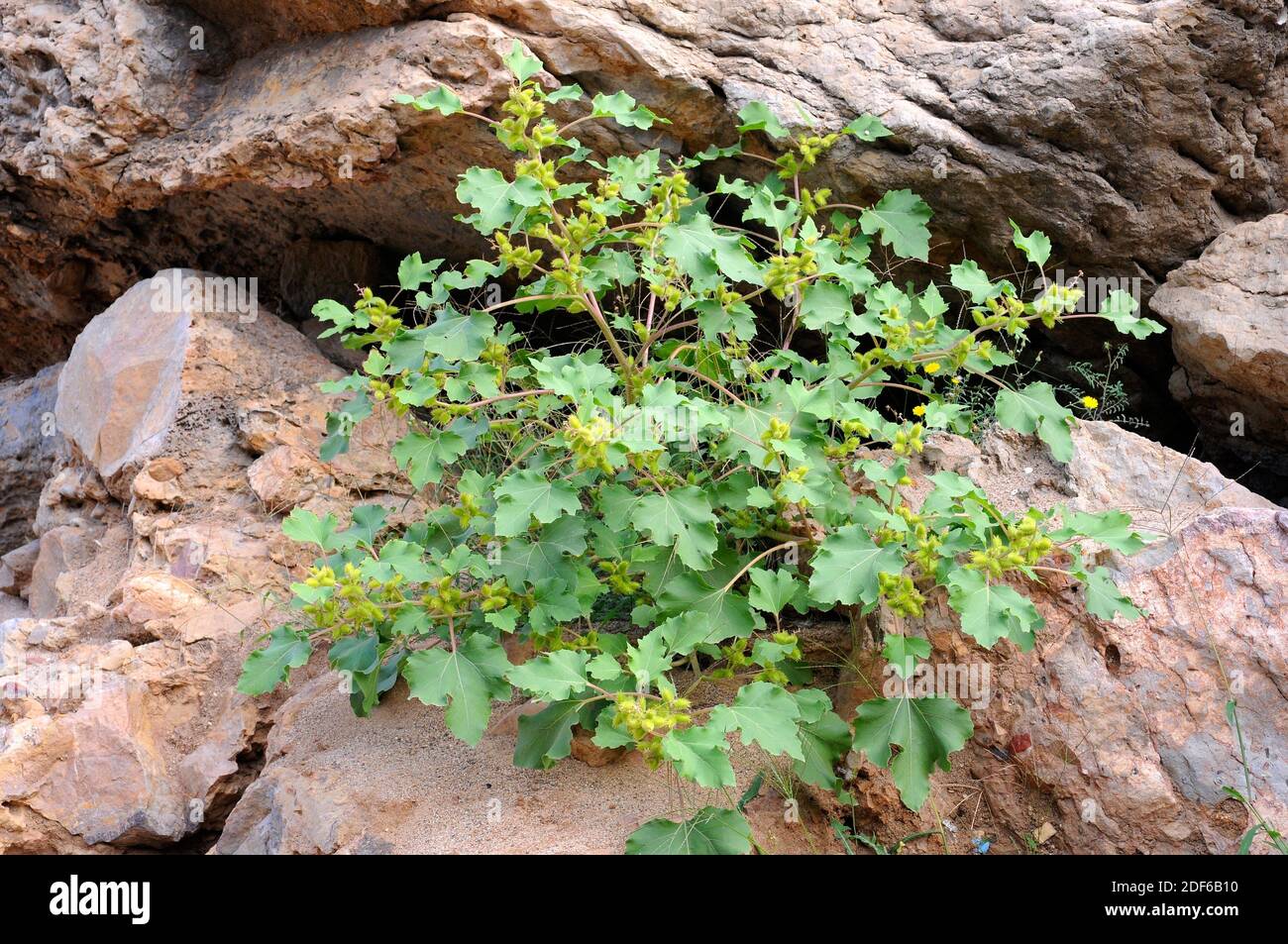 Clotbur o gallebur común (Xanthium strumarium) es una planta anual probablemente nativa de Norteamérica, pero ampliamente naturalizada en otros lugares. Es Foto de stock