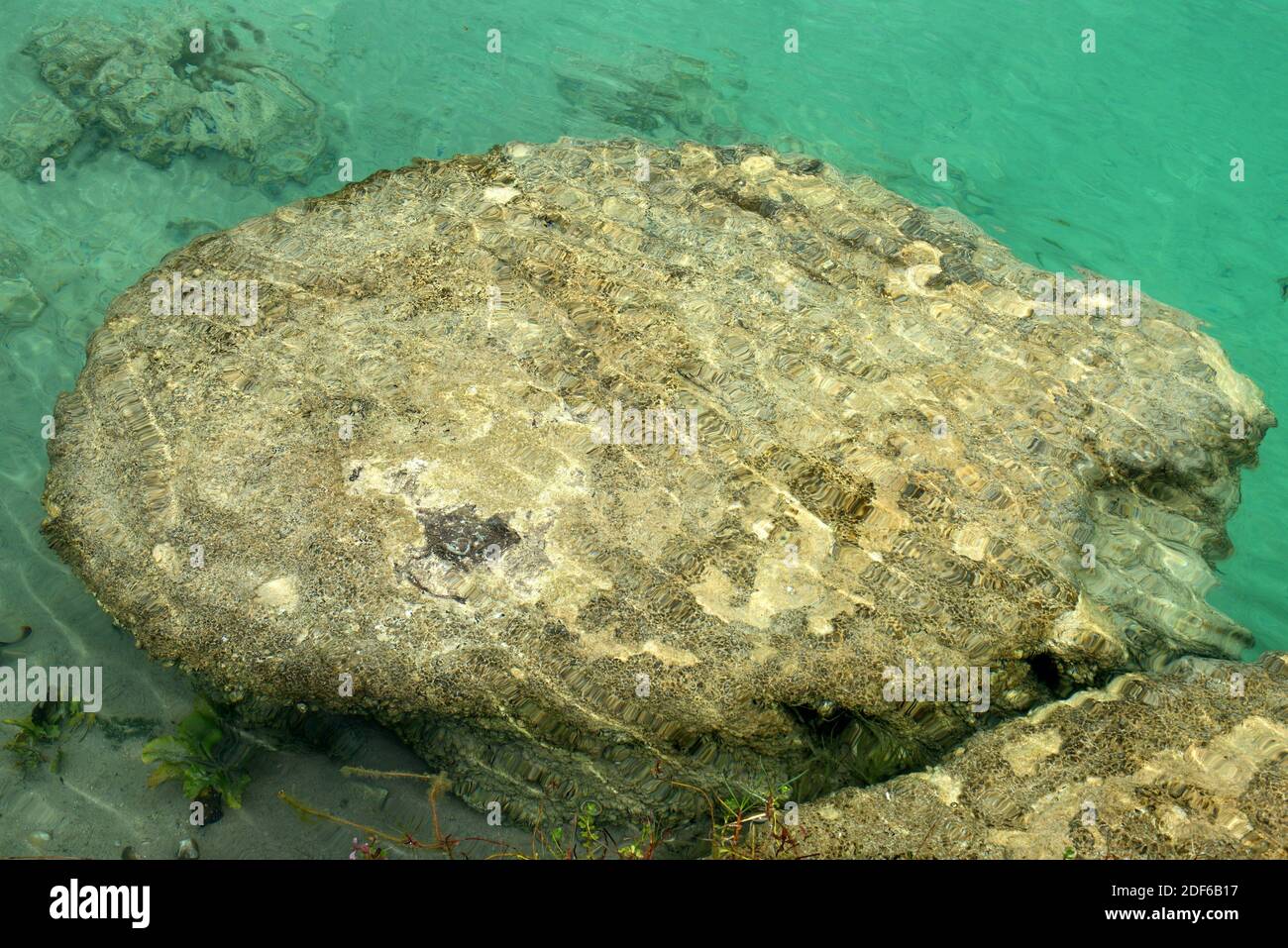 Estromatolitos vivos en el Lago Bacalar, Yucatán, México. Los estromatolitos son estructuras sedimentarias formadas por la actividad de las cianobacterias fotosintéticas Foto de stock