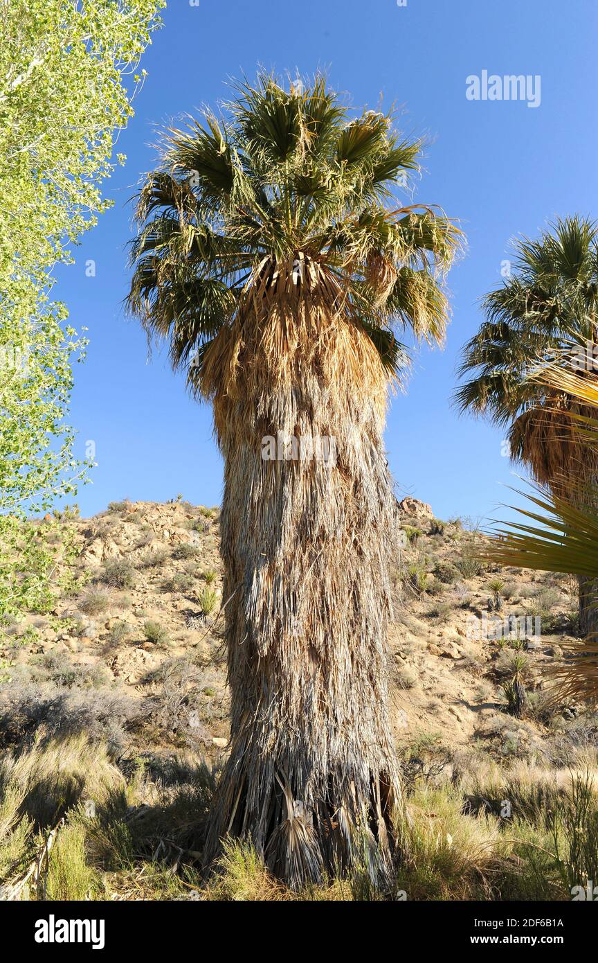 La palma de abanico de California o la palma de abanico del desierto (Washingtonia filifera) es una palma nativa del suroeste de EE.UU. Y Baja California (México). Es ampliamente Foto de stock