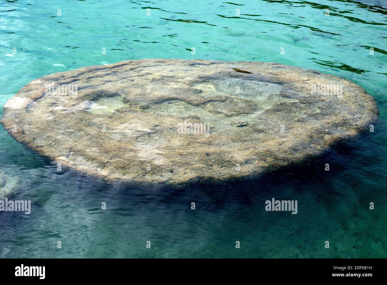 Estromatolitos vivos en el Lago Bacalar, Yucatán, México. Los estromatolitos son estructuras sedimentarias formadas por la actividad de las cianobacterias fotosintéticas Foto de stock