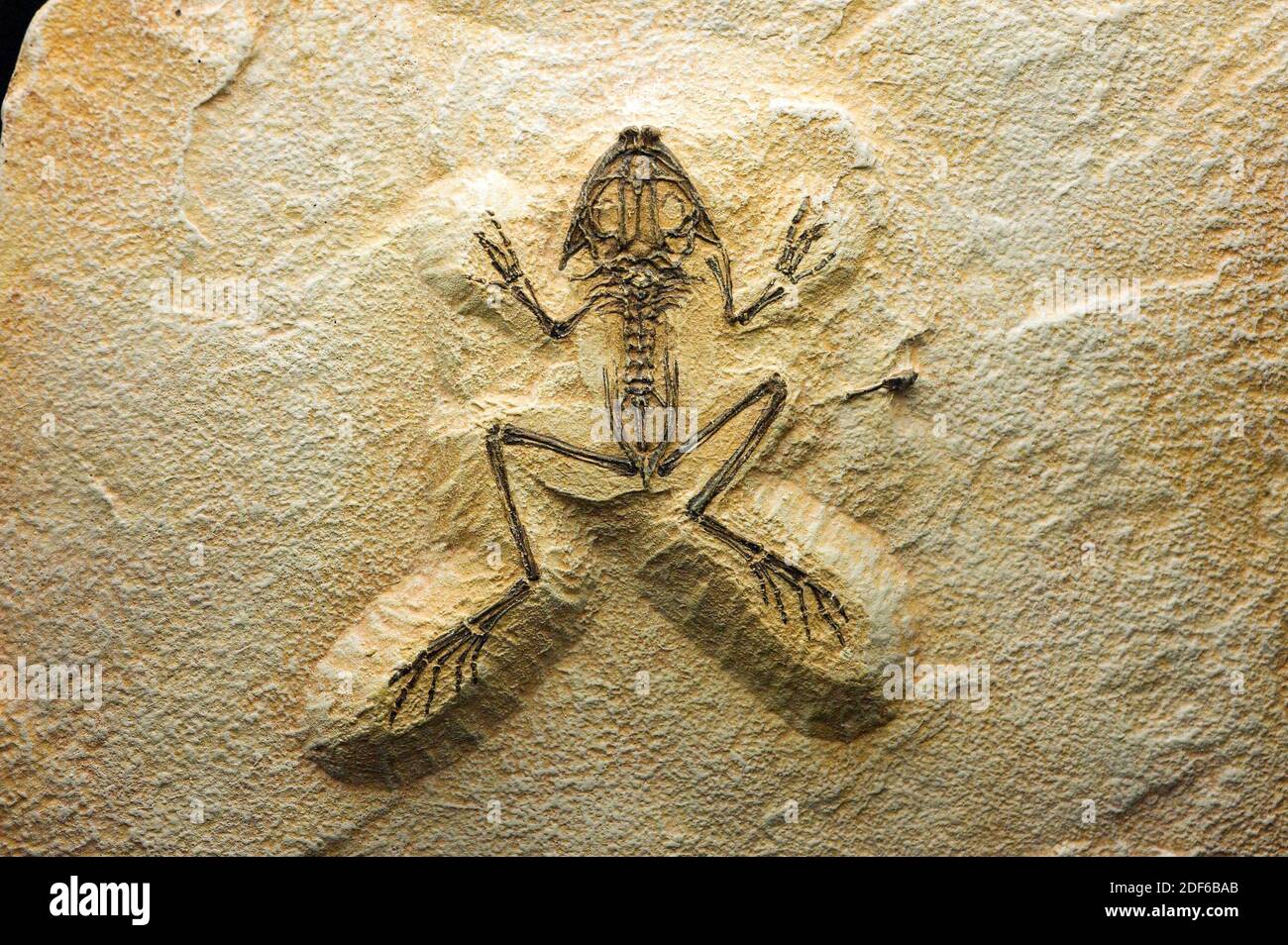 Rana fósil (Eopelobates sp.) Del Eoceno. Esta muestra proviene de Francia. Foto de stock