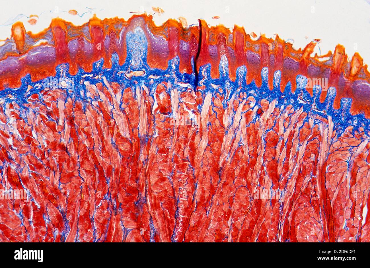 Sección transversal de la lengua con papilas gustativas o células  gustativas. Microscopio óptico, ampliación X40 Fotografía de stock - Alamy