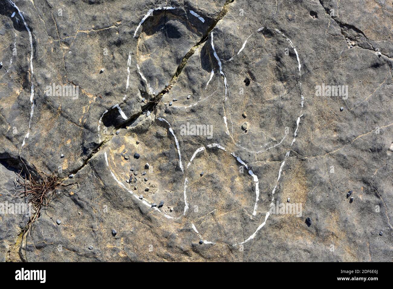 Ichnitas o huellas fosilizadas de dinosaurio. Era del Peladillo, Igea, la Rioja, España. Foto de stock