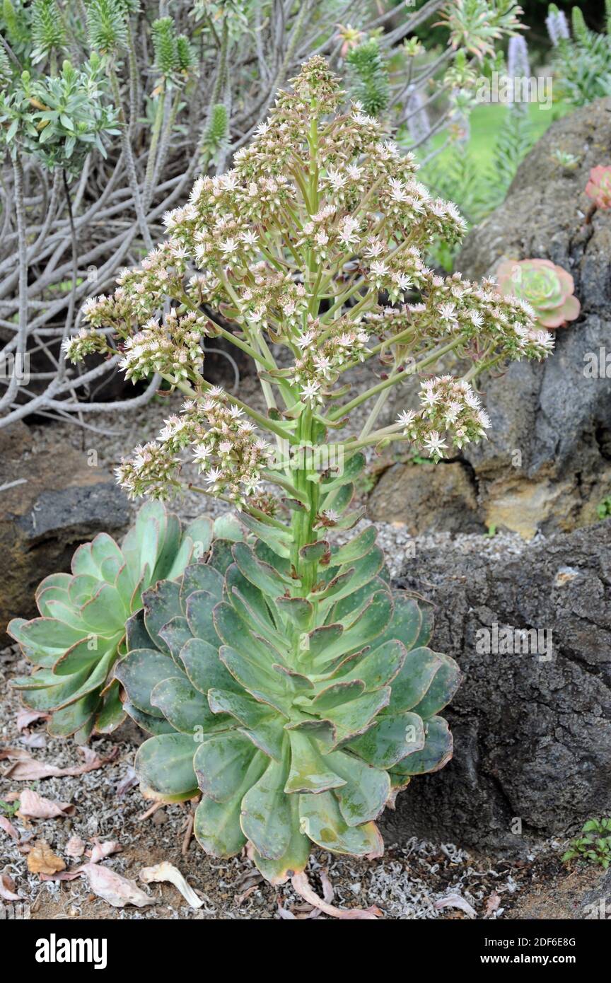 Bejeque sanjora (Aeonium hierrense) es un arbusto suculento endémico de las  islas el Hierro y la Palma. Islas Canarias, España Fotografía de stock -  Alamy