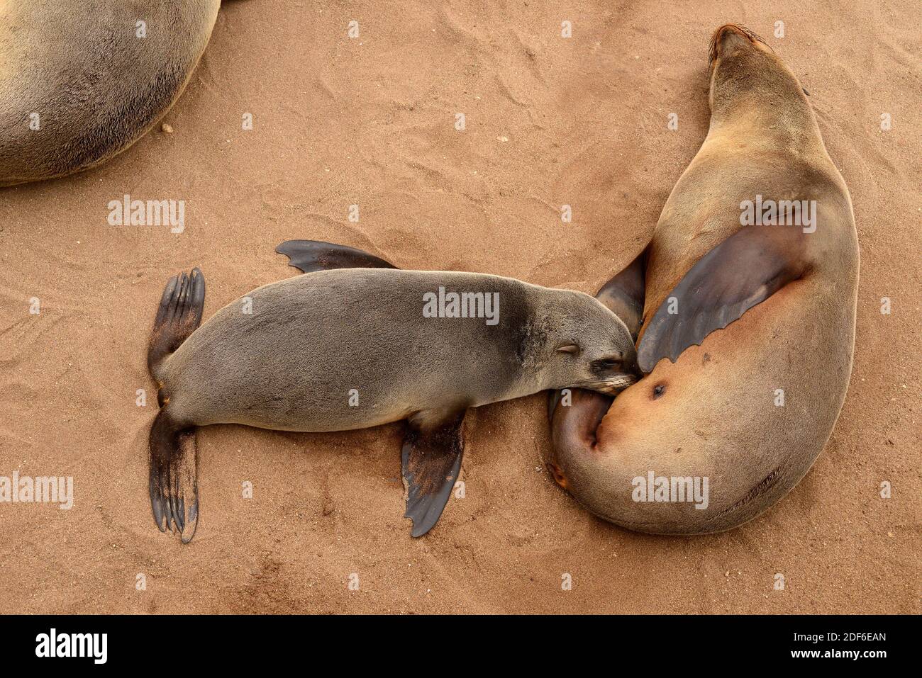 Sello de piel marrón (Arctocepalus pugillus pusillus). Hembra succionando su cría. Colonia de leones marinos en Cape Cross, Namibia. Foto de stock