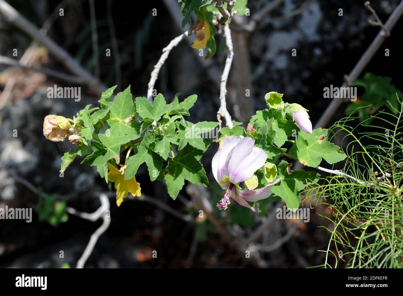 Malva de risco (Lavatera acerifolia) es un arbusto endémico de las Islas de Canry, España. Detalle de hojas y flores. Foto de stock