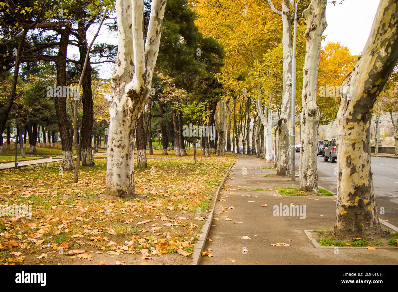 Paisaje y vista del parque Ash-tree en Tbilisi, Georgia. Tema de otoño. Foto de stock