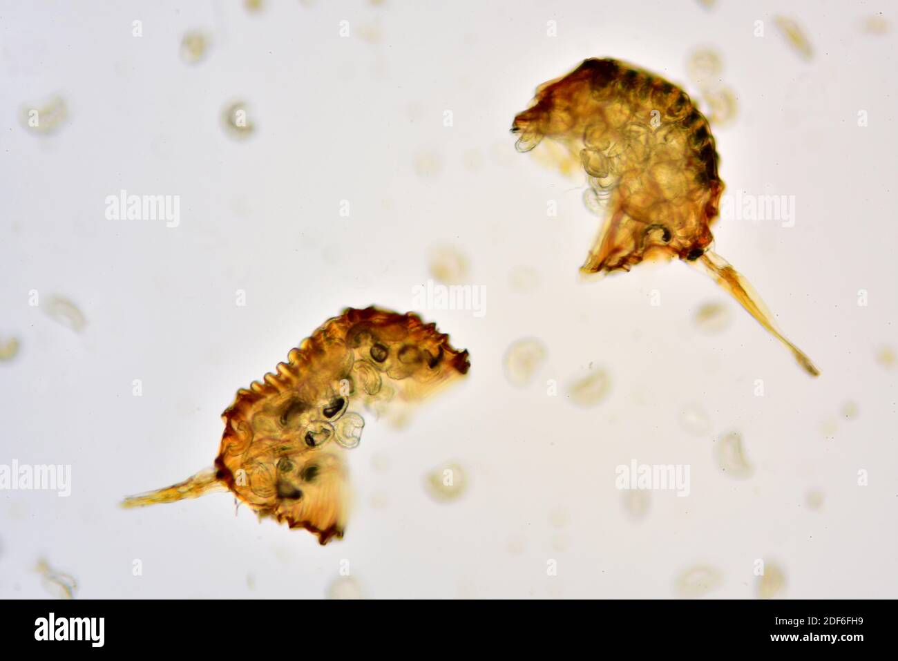 Esporangia y esporas de helechos. Microscopio óptico X100. Foto de stock