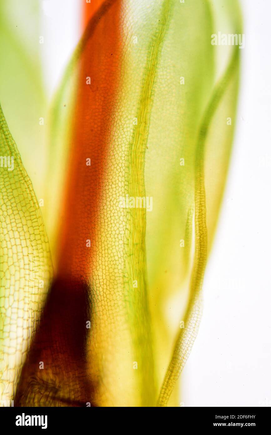 Musgo, hojas y tallo. Microscopio óptico X100. Foto de stock