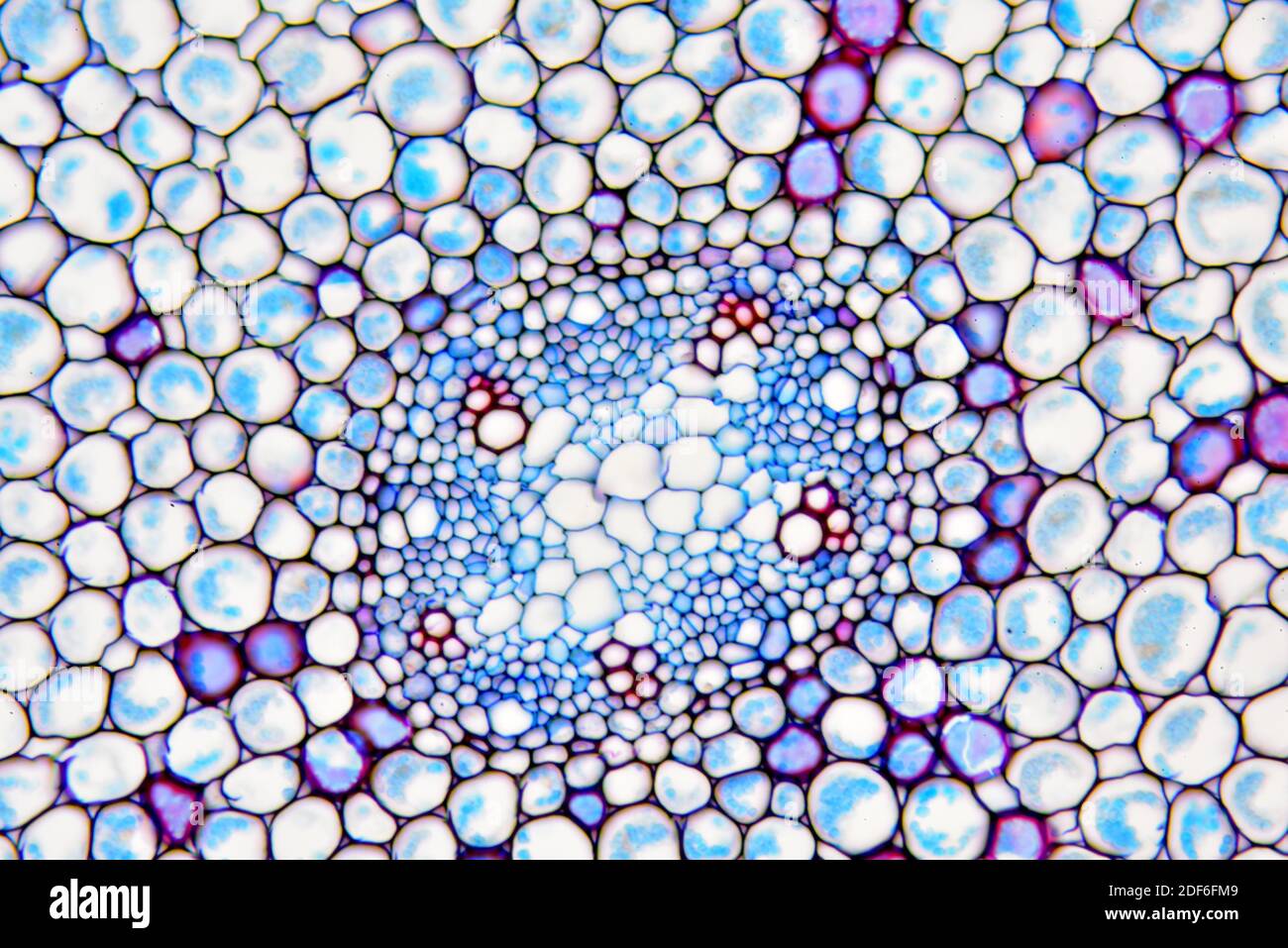 Raíz de Ranunculus. Microscopio óptico X200 Fotografía de stock - Alamy