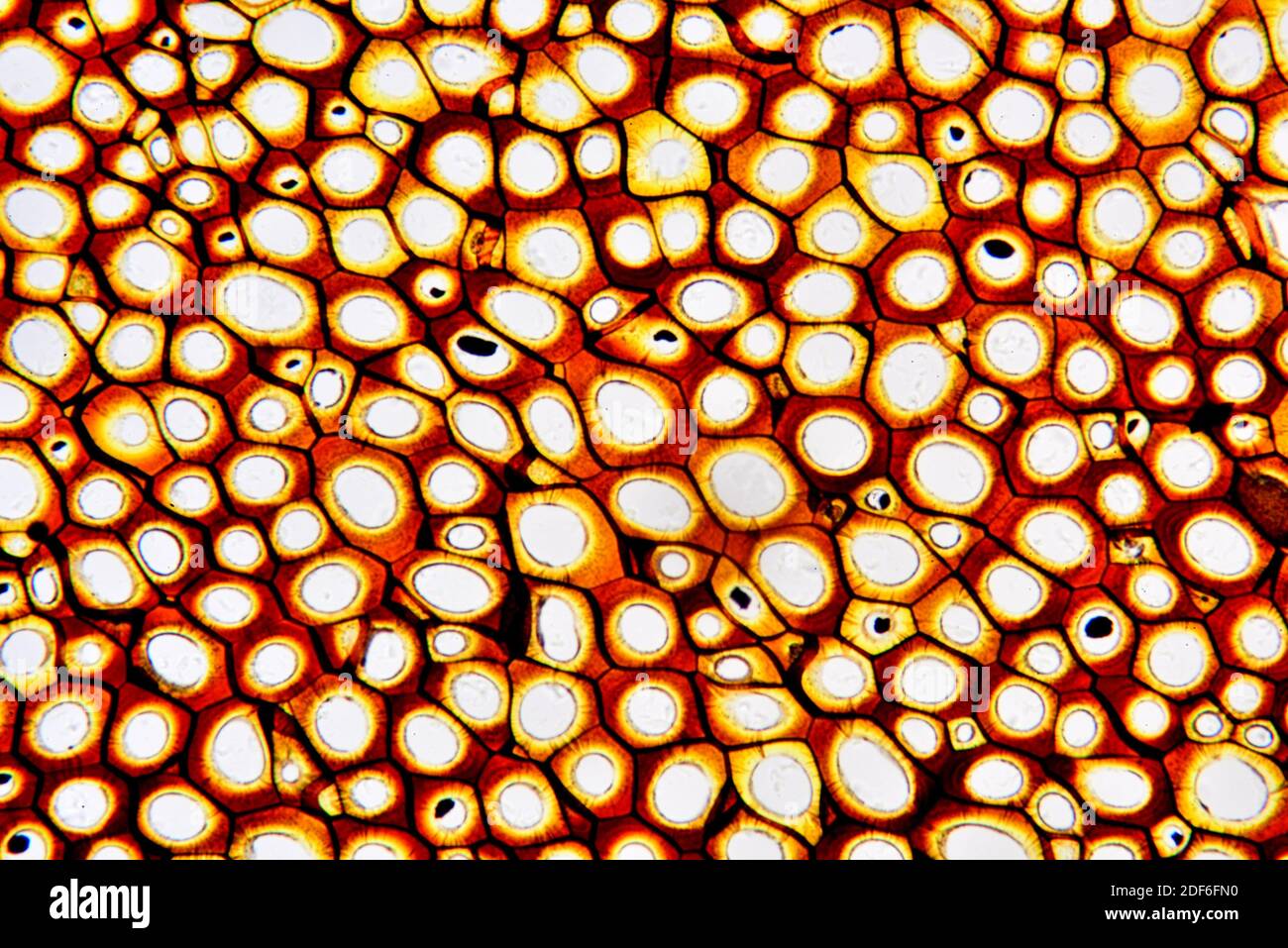 Plasmodesmata. Microscopio óptico X200. Foto de stock