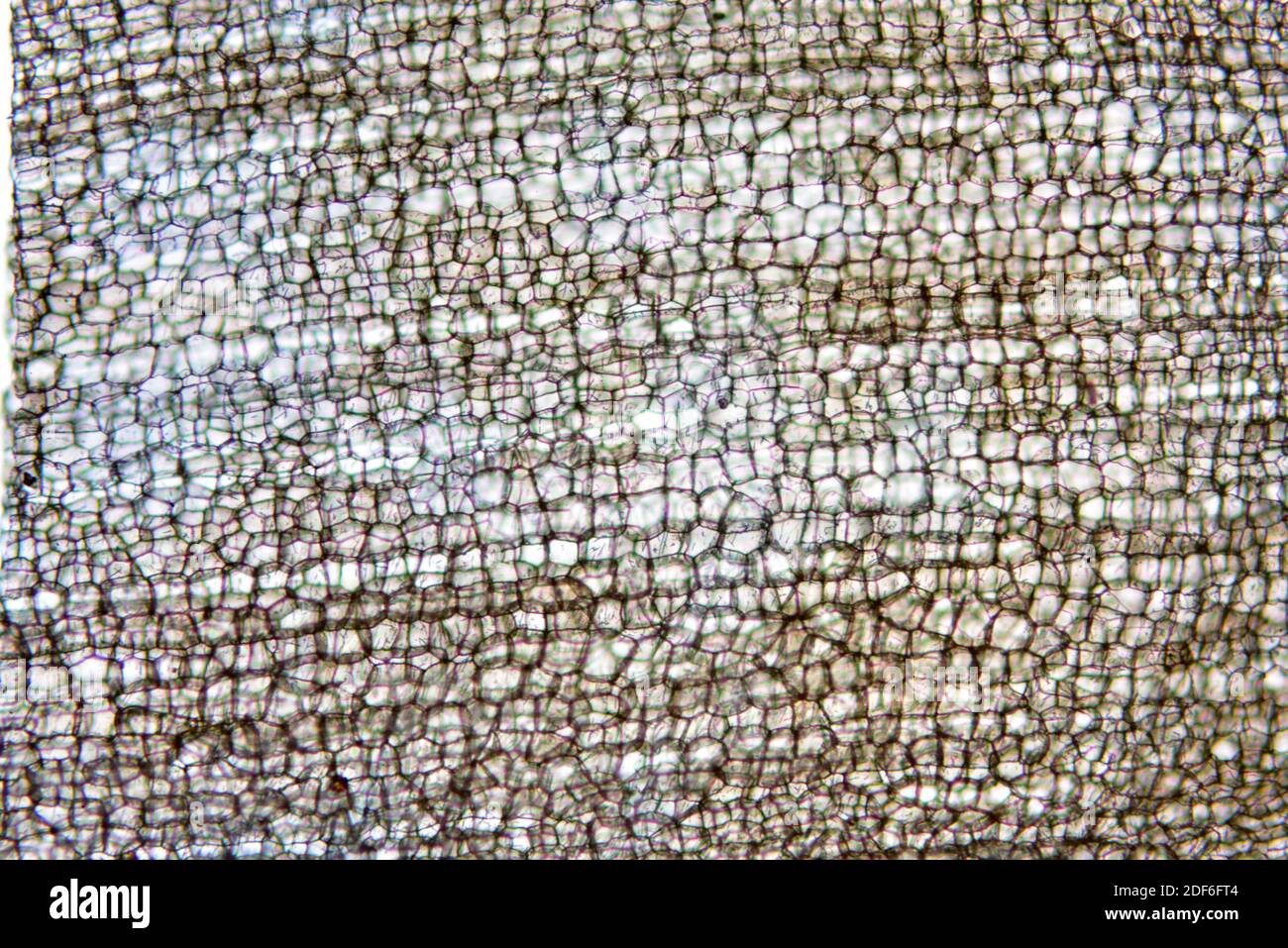 Corcho de Quercus suber. Microscopio óptico X100. Foto de stock