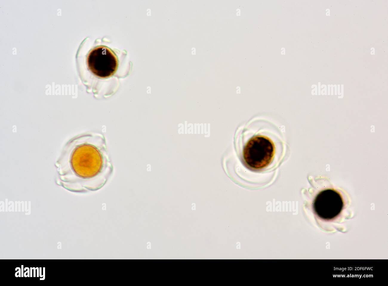 maceta caliente Evaporar Esporas de cola de caballo (Equisetum sp. ). Microscopio óptico X400  Fotografía de stock - Alamy