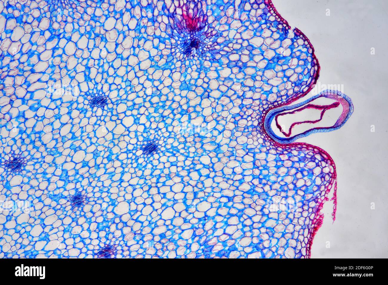 Infructescencia de fresa silvestre (Fragaria vesca) con frutos