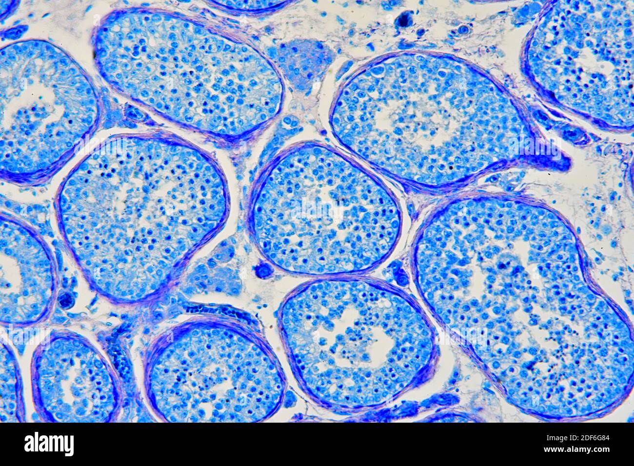 Sección testicular o testicular humana que muestra túbulos seminíferos,  células de Leydig, células de Sertoli, espermatozoides y espermatogonia.  Microscopio óptico X200 Fotografía de stock - Alamy