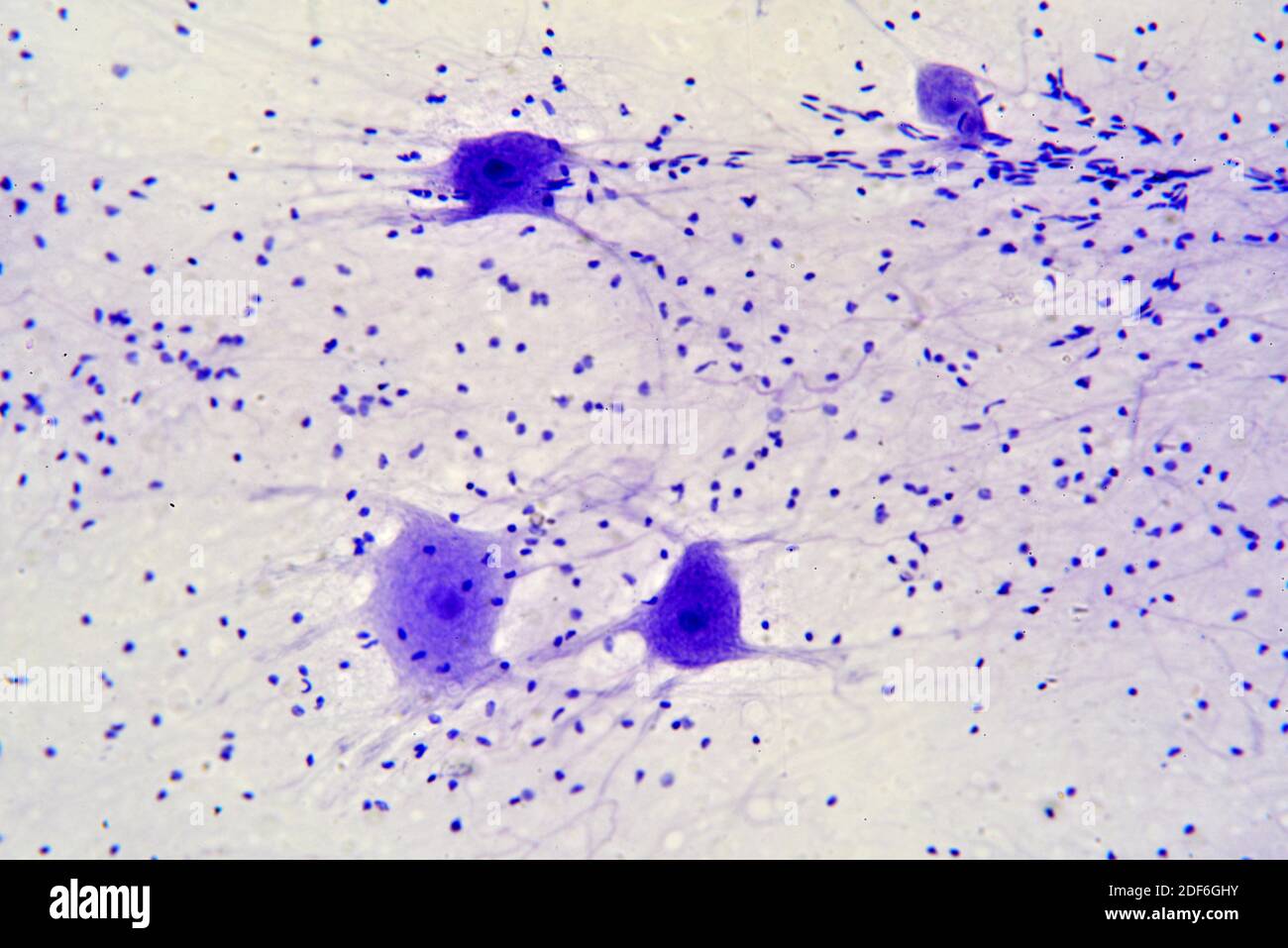 Neuronas motoras y células de la glia. Microscopio óptico X200 Fotografía  de stock - Alamy